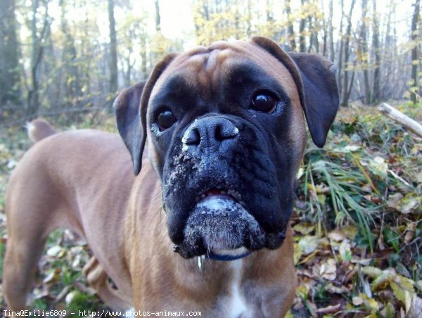 Photo de Boxer