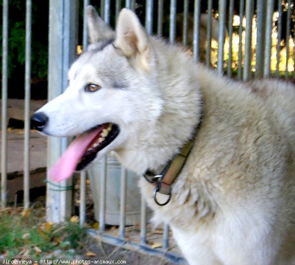 Photo de Husky siberien