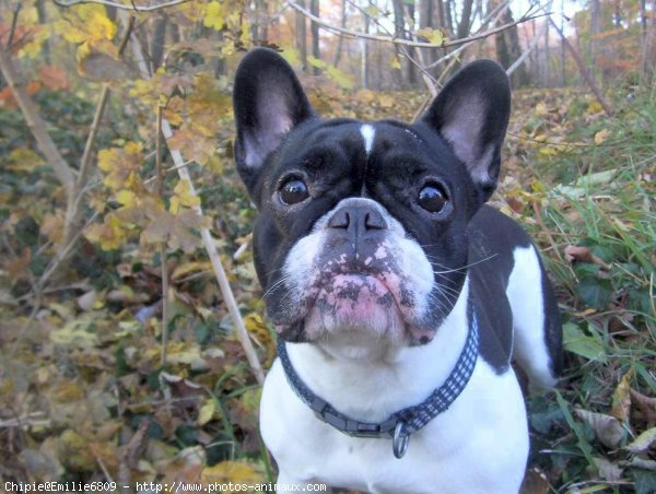 Photo de Bouledogue franais