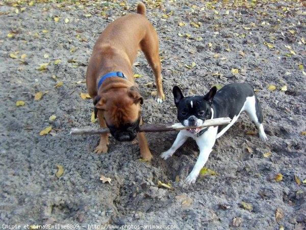 Photo de Races diffrentes