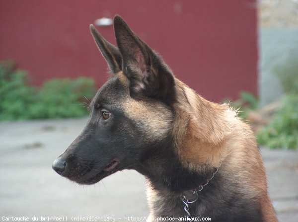 Photo de Berger belge malinois