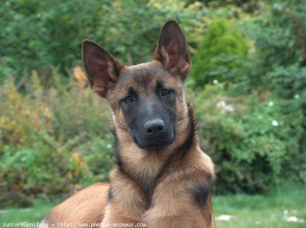 Photo de Berger belge malinois