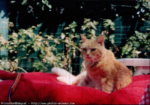 Photo de Chat domestique