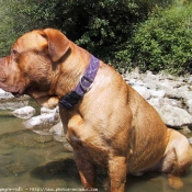 Photo de Dogue de bordeaux