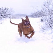 Photo de Dogue de bordeaux