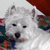 Photo de West highland white terrier