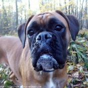 Photo de Boxer