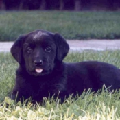 Photo de Labrador retriever