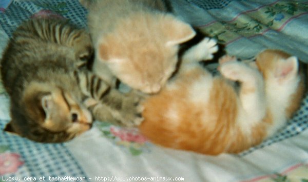 Photo de Chat domestique