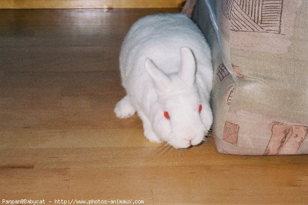 Photo de Lapin