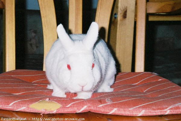 Photo de Lapin