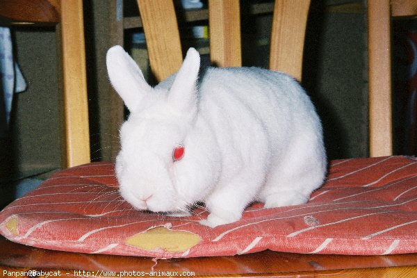 Photo de Lapin