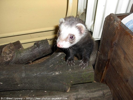 Photo de Furet