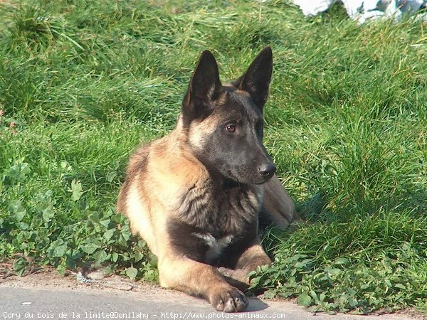 Photo de Berger belge malinois