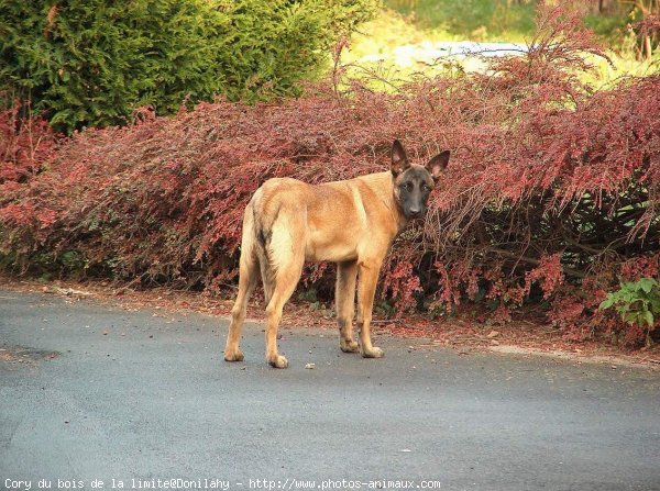 Photo de Berger belge malinois