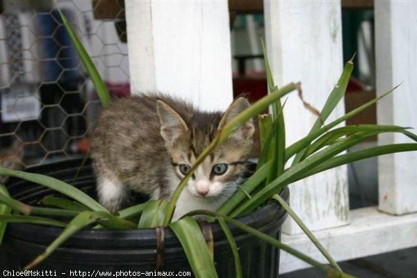 Photo d'American shorthair