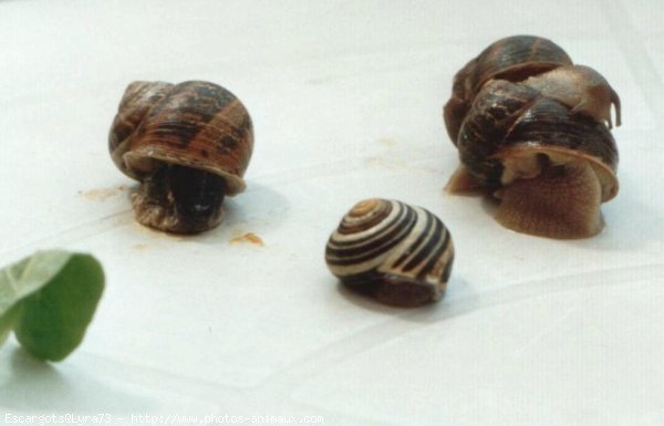 Photo d'Escargot