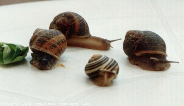 Photo d'Escargot