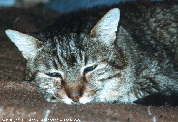 Photo de Chat domestique