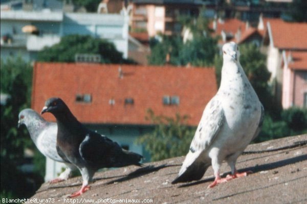 Photo de Pigeon