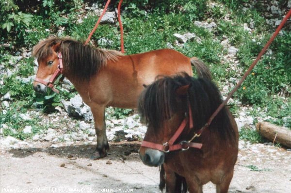 Photo de Poney franais de selle