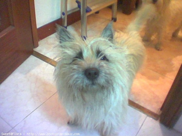 Photo de Cairn terrier