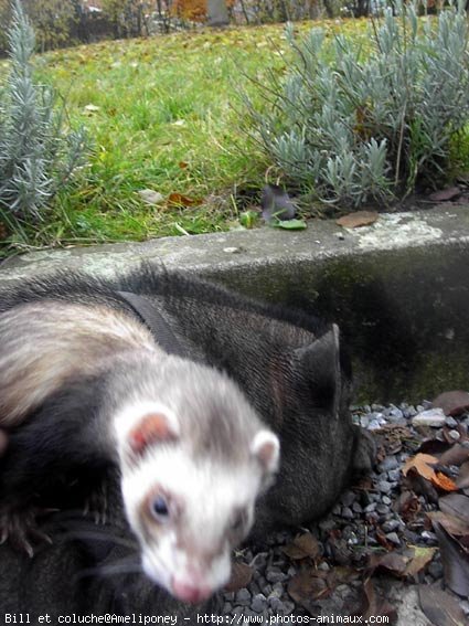 Photo de Furet