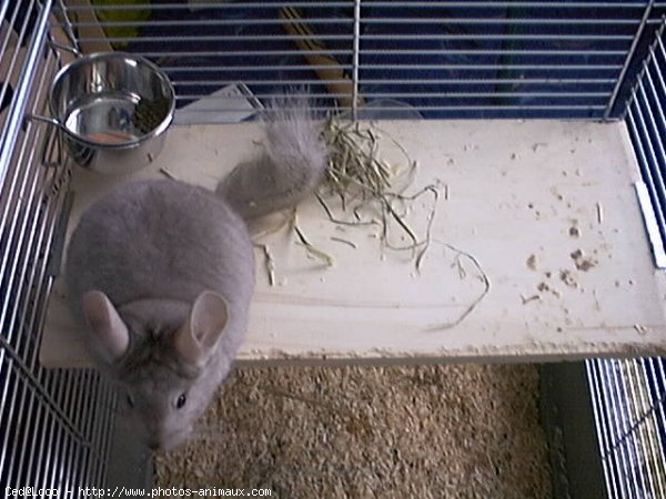 Photo de Chinchilla