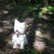 Photo de West highland white terrier