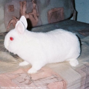 Photo de Lapin