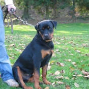 Photo de Rottweiler