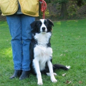 Photo de Border collie