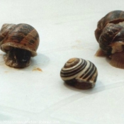 Photo d'Escargot