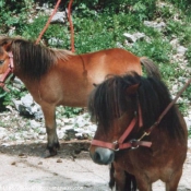 Photo de Poney franais de selle