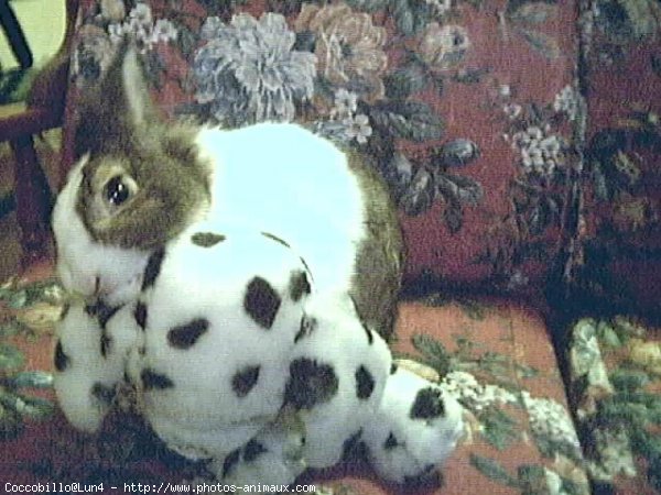 Photo de Lapin