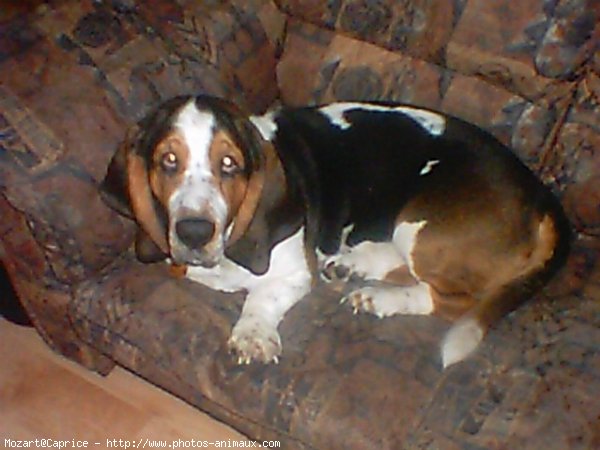 Photo de Basset hound