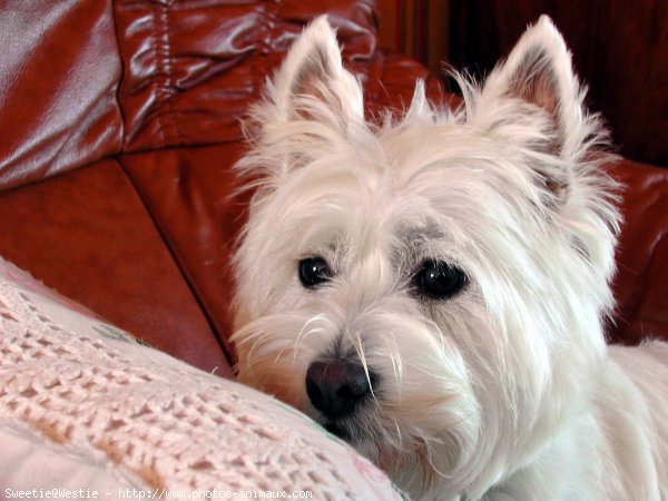 Photo de West highland white terrier