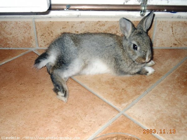 Photo de Lapin