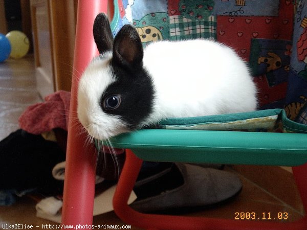 Photo de Lapin