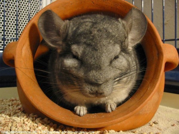 Photo de Chinchilla