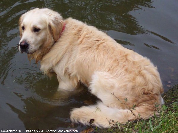 Photo de Golden retriever