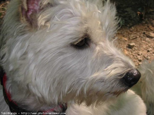 Photo de West highland white terrier