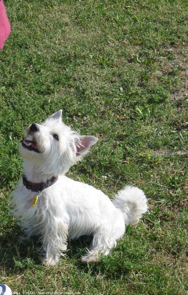 Photo de West highland white terrier