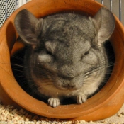 Photo de Chinchilla