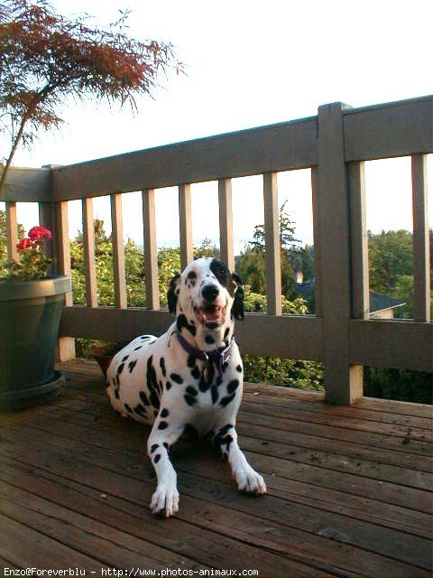 Photo de Dalmatien