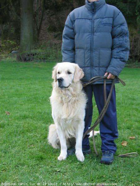 Photo de Golden retriever