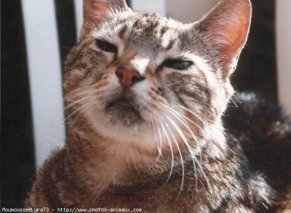 Photo de Chat domestique