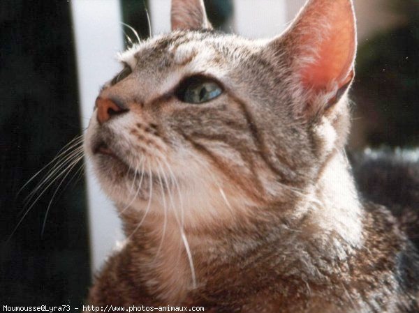 Photo de Chat domestique