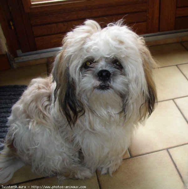 Photo de Shih tzu