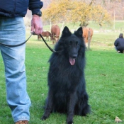 Photo de Berger belge groenendael